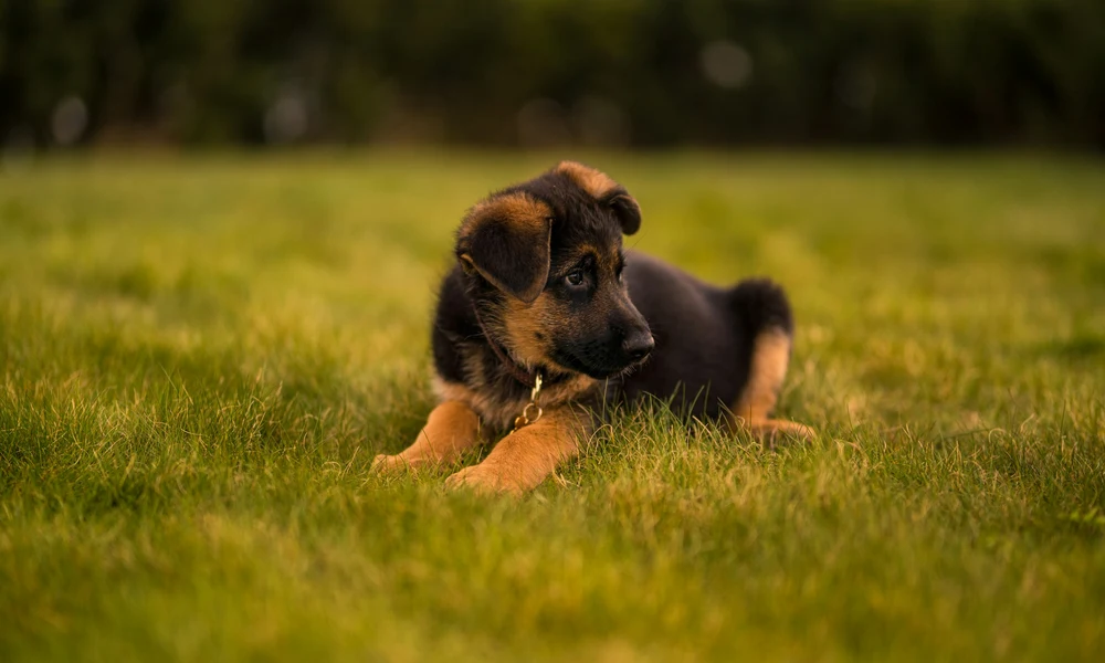Speciale Cuccioli